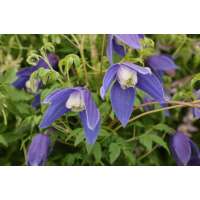 Clematis'Francis Rivis' 