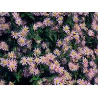 Aster ageratoides'Stardust'