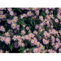 Aster ageratoides'Stardust'