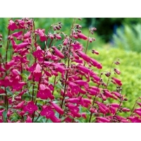 Penstemon'Andenken an Friedrich Hahn'