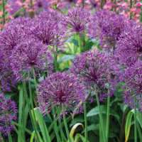 Allium'Purple Rain'