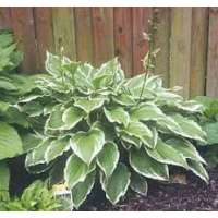 Hosta'Moerheim'
