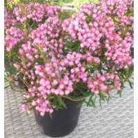 Andromeda polifolia'Blue Ice' 