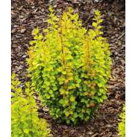 Berberis thunbergii'Golden rocket' 