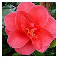 Camellia reticulata'Mary williams' 