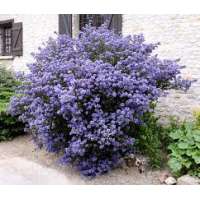 Ceanothus'Burkwoodii' 
