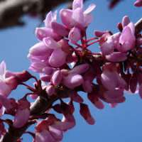Cercis canadensis'Eternal Flame' 