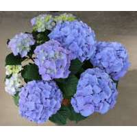 Hydrangea macrophylla'Little blue' 