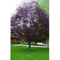 Acer platanoides'Royal Red' 