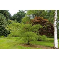 Alnus glutinosa'Imperialis' 