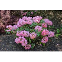 Rhododendron yakushimanum'Fantastica' 