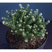 Abies koreana'Oberon' 