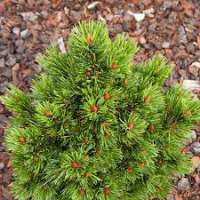 Pinus heldriechii'Nana' 