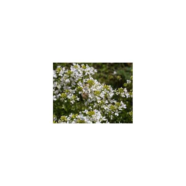 Arabis procurrens'Glacier'