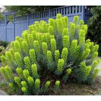 Euphorbia characias'Blue Wonder'