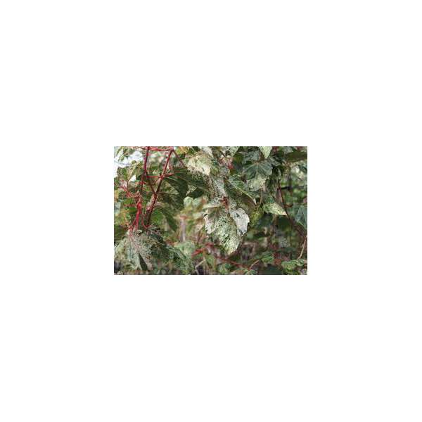 Acer conspicuum'Red Flamengo' 