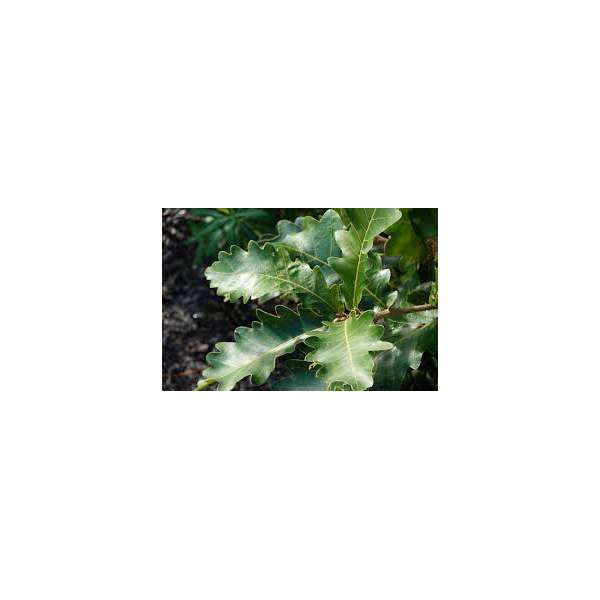 Quercus dentata'Carl Ferris Miller' 