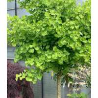 Ginkgo biloba'Mariken' 
