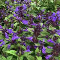 Nepeta'Neptune'