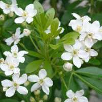 Choisya ternata'Walberton Moonshine' 