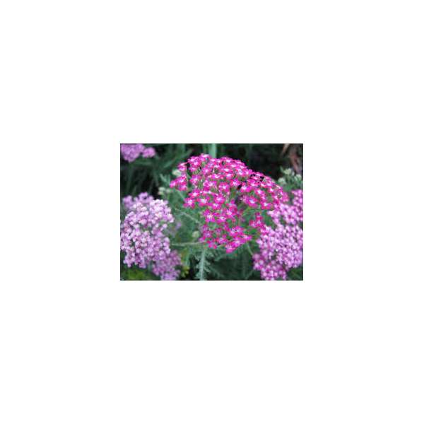 Achillea millefolium'New Vintage Violet'