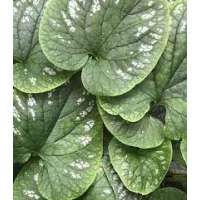 Brunnera macrophylla'White Zebra'