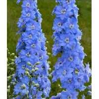 Delphinium MF 'Sky Blue White Bee'