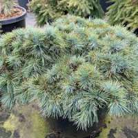 Cedrus libani'Hedgehog' 