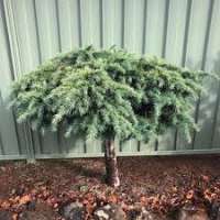 Cedrus libanii'Hedgehog' 