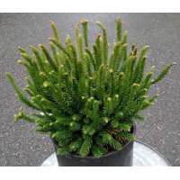 Cryptomeria japonica'Dinger' 