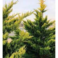 Cupressocyparis leylandii'Gold Rider' 