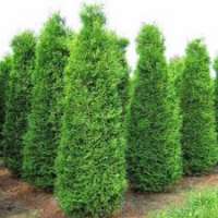 Thuja occidentalis'King of Brabant' 