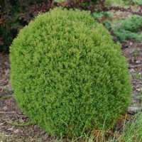 Thuja occidentalis'Teddy' 