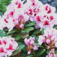 Rhododendron'Bellami' 