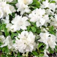 Azalea japonica'Pleasant White' 