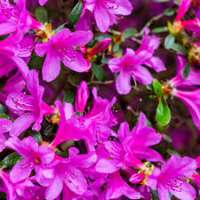 Azalea japonica'Violetta' 