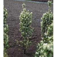 Amelanchier canadensis'Rainbow Pillar' 