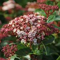 Viburnum tinus'Lisa rose' 