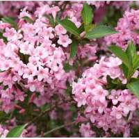 Weigelia'Rosea' 
