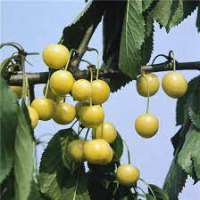 Kers'Donissens Gold' 