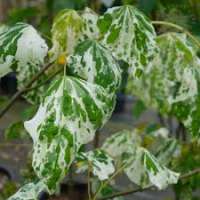Cercis canadensis'Alley Cat' 