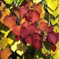 Cercis canadensis'Eternal Flame' 