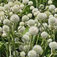Eryngium yuccifolium'Magical Green Globe'