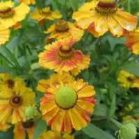 Helenium'Peach Sundae'