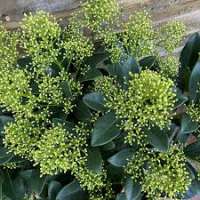 Skimmia japonica'Finchy' 