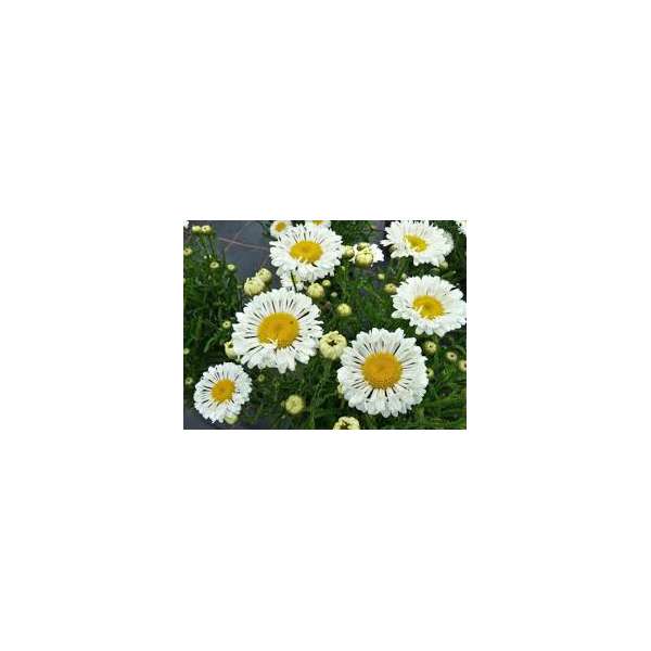 Leucanthemum'Reral Neat'
