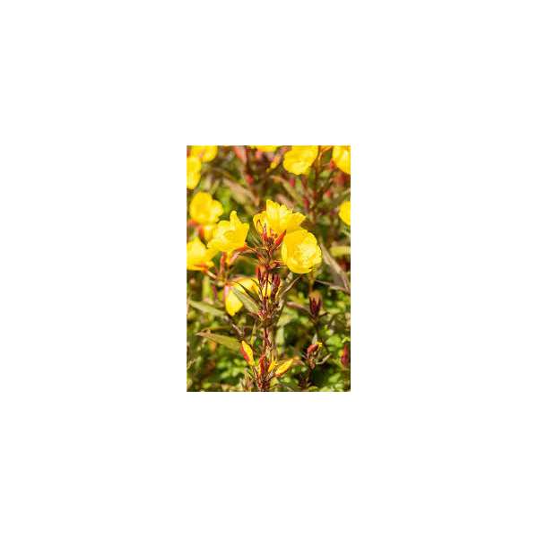 Oenothera pilosella'Yellow Fella'