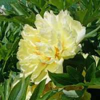 Paeonia'Bartzella' 