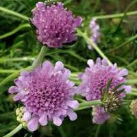 Scabiosa'Vivid Violet'