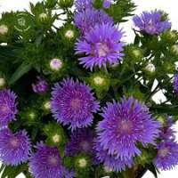 Stokesia laevis'Mel's blue'